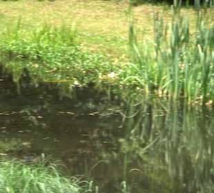 Froschteich