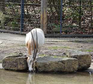 Wilhelma Stuttgart