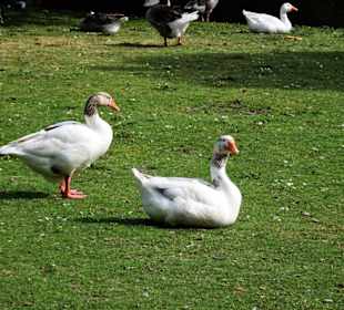 Gänse am See im Parque da Cicade