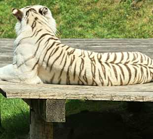 Kameltheater & Weißer Hof