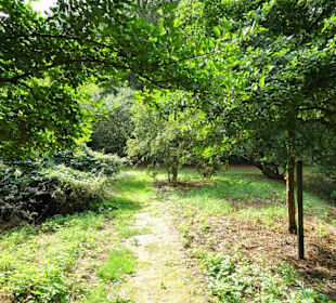 Rundgang durch das Arboretum Wildeshausen