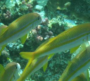 Fische