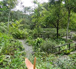 Poring Hot Springs - Schmetterlingsgarten