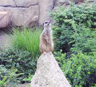 Einer hält immer Wache