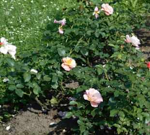 Im Garten von Haus Doorn
