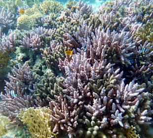 Schnorcheln Marsa Alam