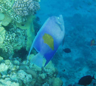 Arabischer Kaiserfisch