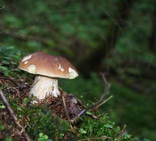 Steinpilz