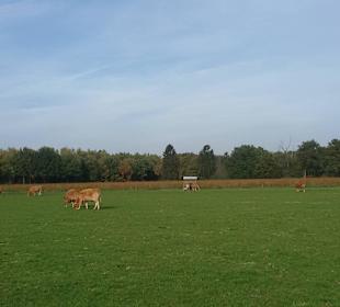 Blick auf die Kühe
