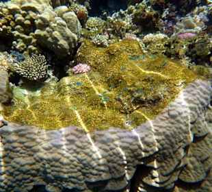 Riff Gorgonia 