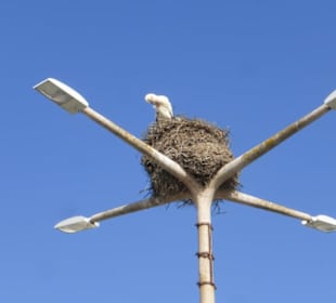 Brutplatz für Störche auf den Lampen