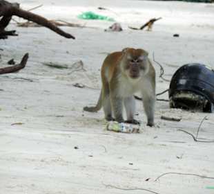 Monkey beach/park narodowy Penang