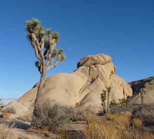 Joshua Tree National Park