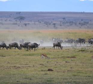 Geführte Touren Marco Polo Tours & Safaris Diani Beach
