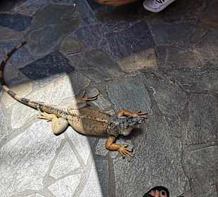 Wandern Chersónisos/Hersonissos