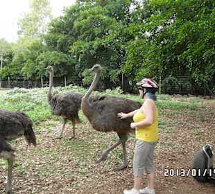 Segway fahren durch den Park