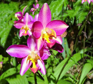 Rundgang durch den Botanischen Garten der Domaine