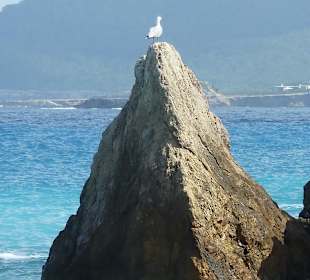 Auch Möwen fühlen sich hier wohl