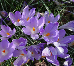 Krokus-Blüte am Sodenmattsee Ende Februar