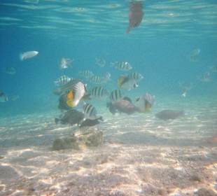 Die Fischwelt am Strand