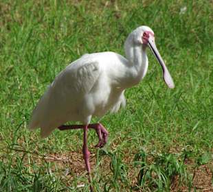 Afrikanischer Löffler