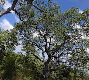 Krüger Nationalpark