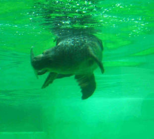 Kegelrobbe