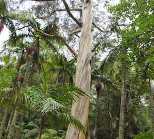 Parque Terra Nostra