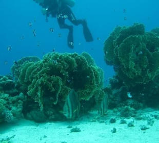 Tauchen mit Ilios