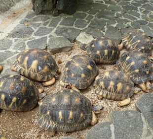 Vanille Crocodile Park