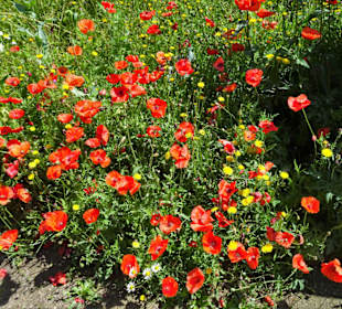 Rundgang durch den Botanischen Garten Cagliari