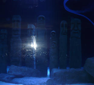 Ausflug Röhren Aquarium