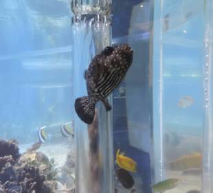 Im Aquarium unterwegs