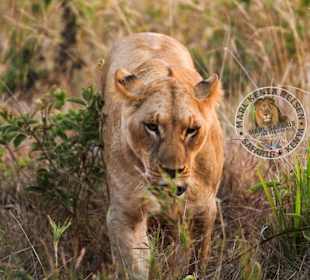 Die umherziehenden Löwen