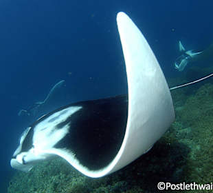 The incredible Mola-Mola!