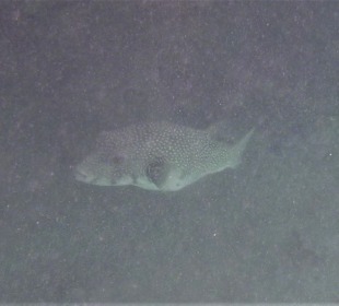 Schnorcheln Sahl Hasheesh