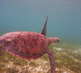 Wasserschildkröte in der Lagune