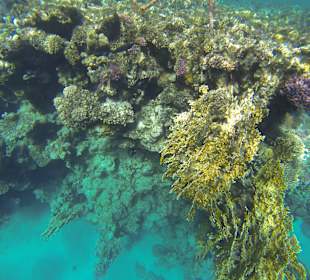 Schnorcheln Marsa Alam