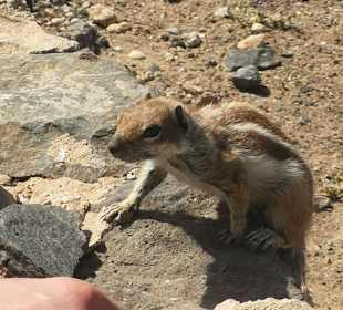 Strand Playa de Esquinzo / Playa de Butihondo