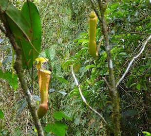 Fleischfressende Kannenpflanzen