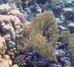 Schnorcheln Makadi Bay