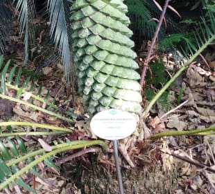 Botanischer Garten Puerto de la Cruz
