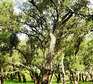 Korkeichenwald Alcornocales, ©B. Hohler