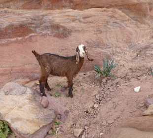 Eine Ziege in Petra