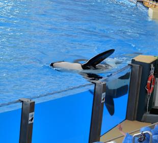 Orca Ocean Show