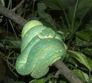 Grüner Baumphyton  