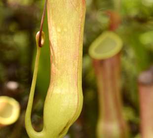 Singharaja Regenwald