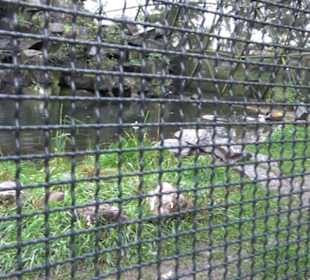 Tierpark 