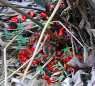 Hieraus entsteht Schmuck