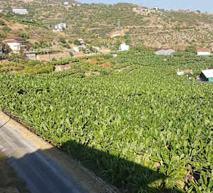 Bananenplantage und somit Rückweg von Alanya 